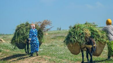 African Women in Agriculture Burdened by Climate Change