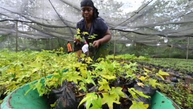 Empowering Women in Africa’s Restoration Economy